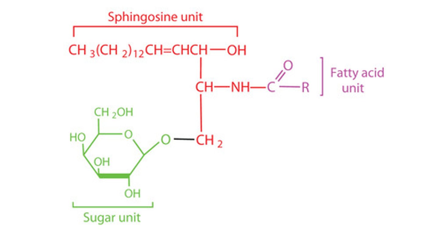 <p>sphingolipid (monosaccharide linked to C3 ether with beta glycosidic bond)</p>