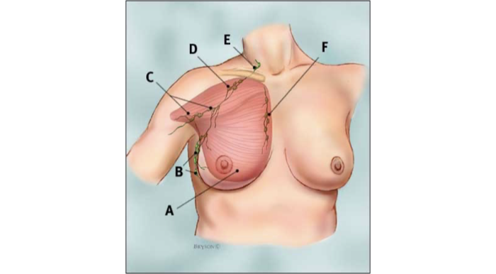 <p>Lymph node areas adjacent to breast</p>