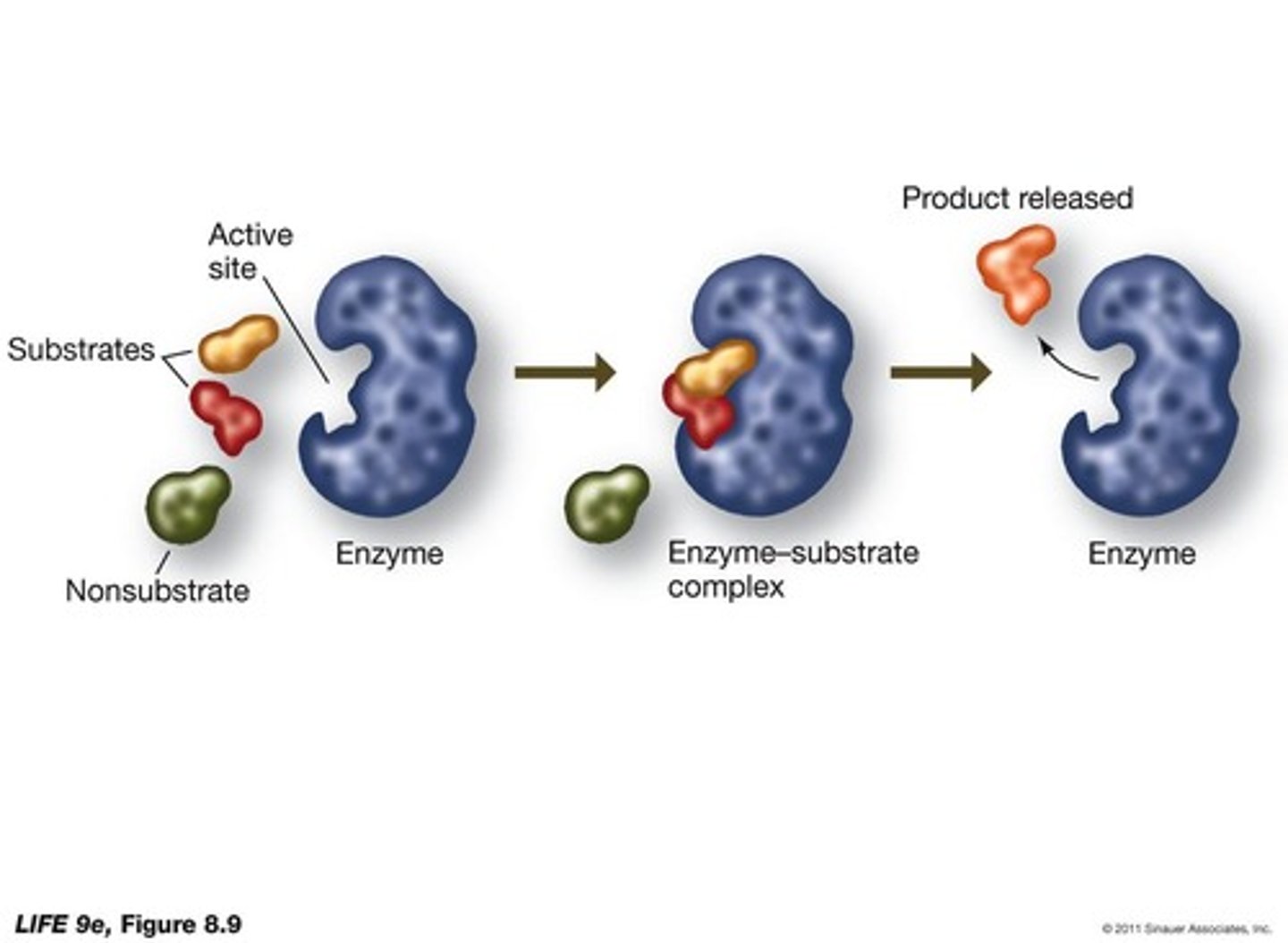 <p>They lower the energy barrier by bringing reactants together.</p>