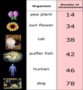 <ul><li><p>Chromosome number vary between species, the number of chromosomes within species remain consistent. </p></li><li><p>Genes are carried on chromosomes, what are genes?</p><ul><li><p>Coding regions in DNA</p></li></ul></li></ul><p></p>