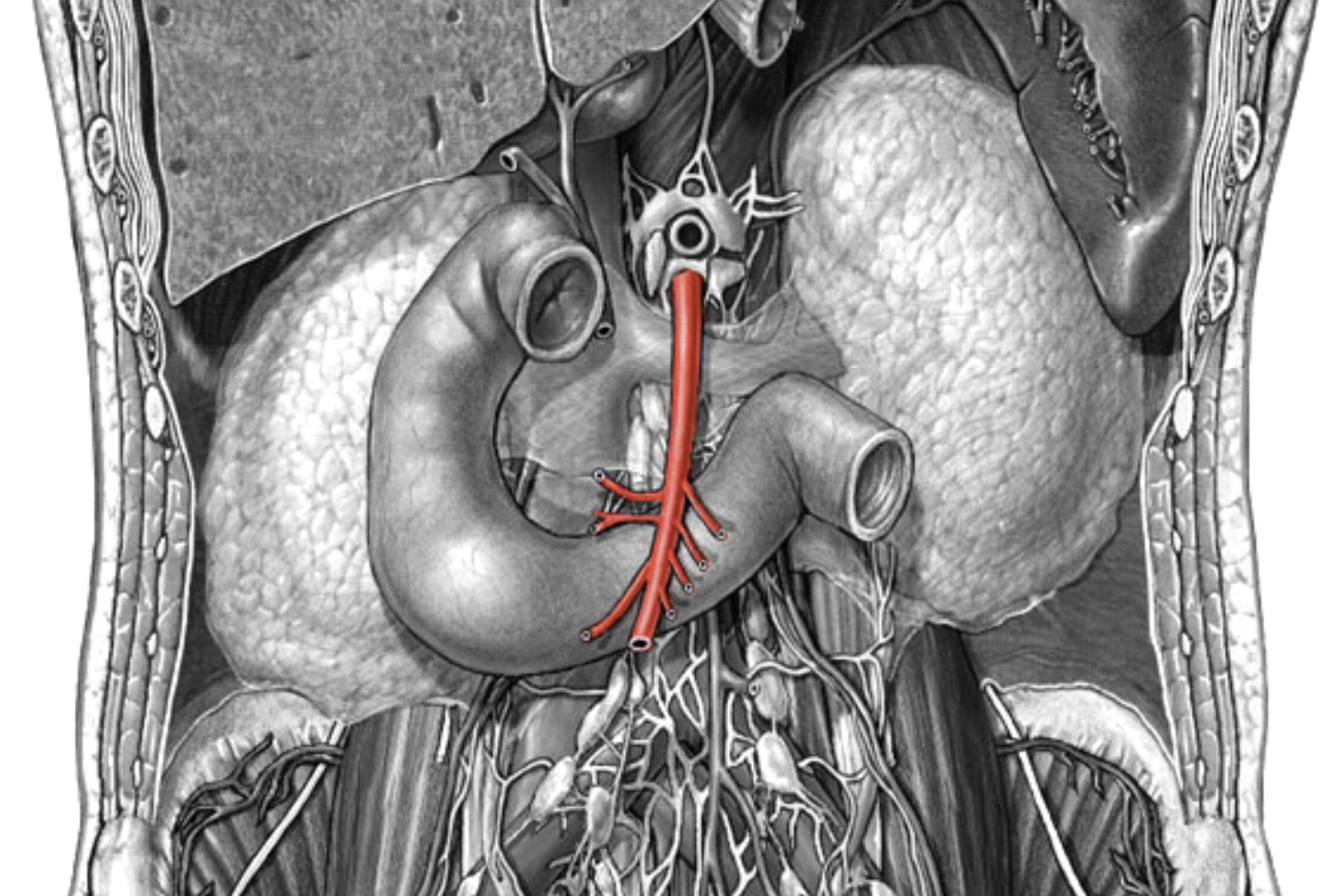 <p>Which arteries:</p><ul><li><p>On anterior surface of abdominal aorta</p></li><li><p>Inferior to celiac trunk</p></li></ul><p></p>