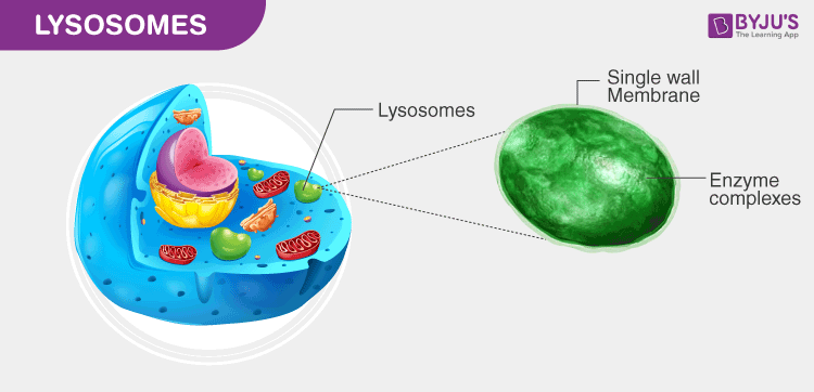 <p>Membranous organelles that contain powerful digestive enzymes and function as the cellular “stomach” by breaking down damaged organelles, cellular debris, and ingested material to recycle components or eliminate waste.</p>