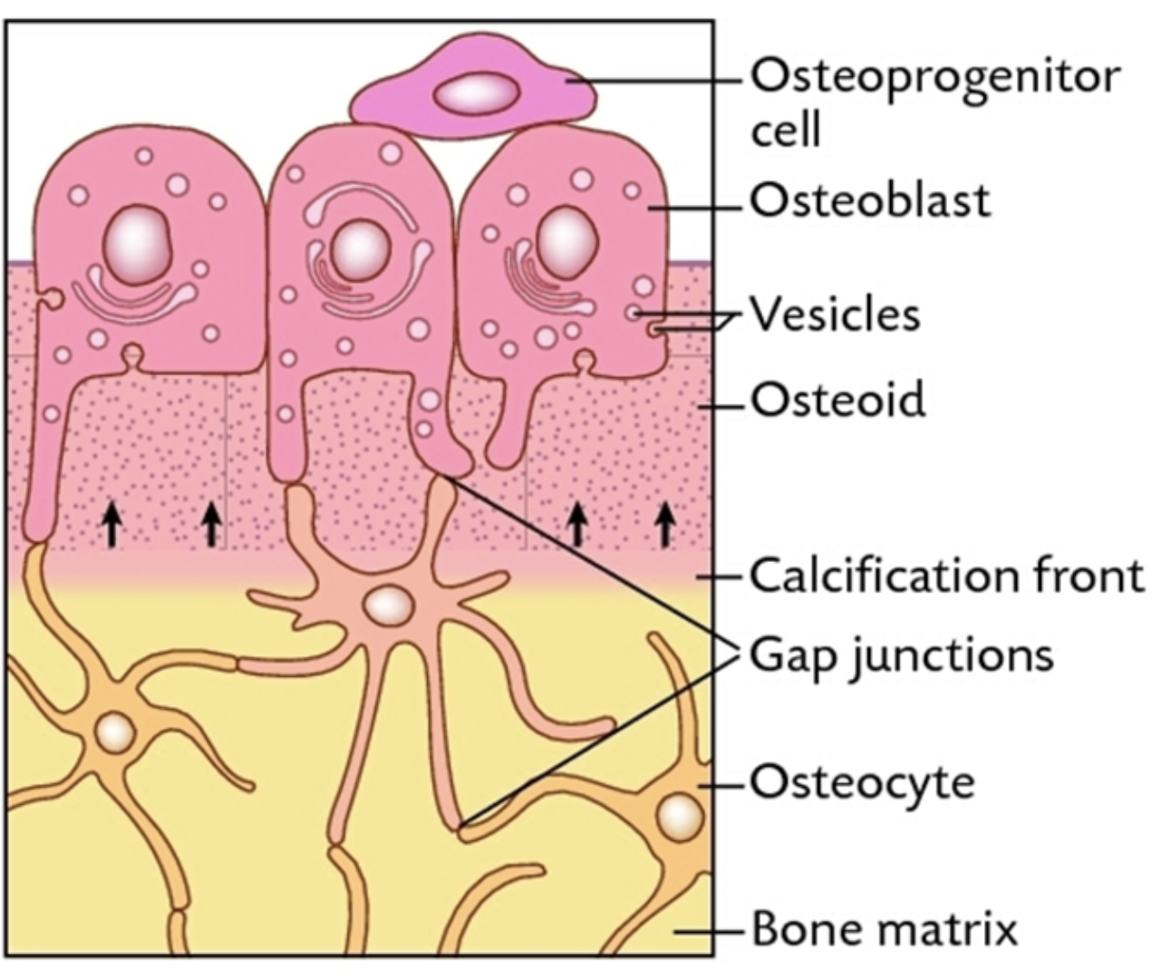 <ol><li><p>osteoprogenitors differentiate into osteoblasts which secrete osteoid (organic matrix)</p></li><li><p>mineral crystals are added to the osteoid which causes the matrix to calcify, cells die leaving cavities, calcium ions and other electrolytes are released from osteoblasts by exocytosis</p></li><li><p>osteoblasts deposit bone on cartilage template and become entombed in the bone matrix, causing them to become osteocytes</p></li></ol><p></p>