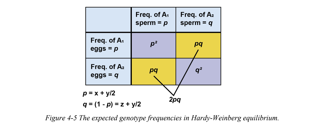 <p>the law that, when a few key assumptions hold, makes it is possible to predict the genotype frequencies in a pop. for the next generation, based on the allele frequencies in the current generation.</p><ol><li><p>No new allels emerge</p></li><li><p>mating happens randomly&nbsp;</p></li><li><p>all alleles have equal fitness</p></li><li><p>population is infinitely large</p></li></ol><p></p>