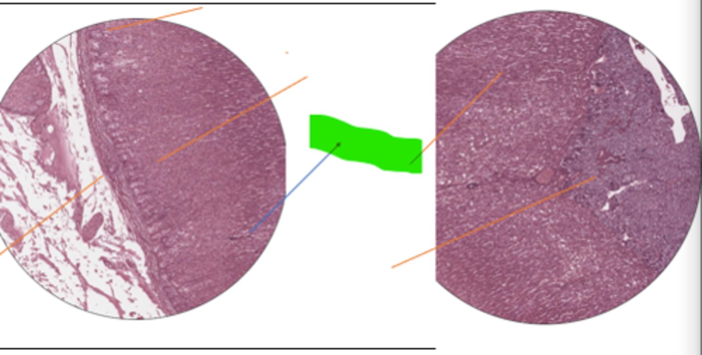 <p>label region and organ</p>