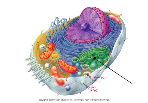 <p>A system of membranes that modifies and packages proteins for export by the cell</p>