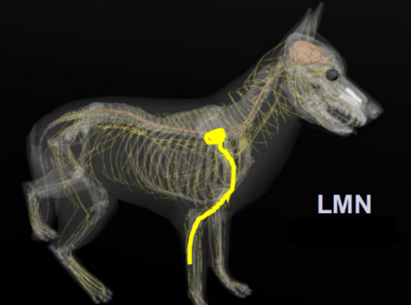 <p>LMN of the _________</p>
