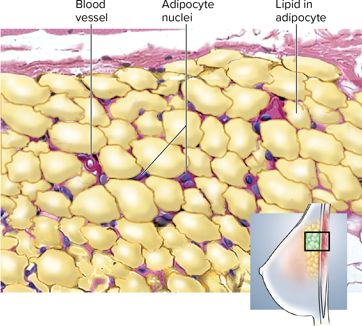 <p><u>review</u></p><p><strong>Adipose Tissue </strong>contains <strong>fat</strong> that will </p>