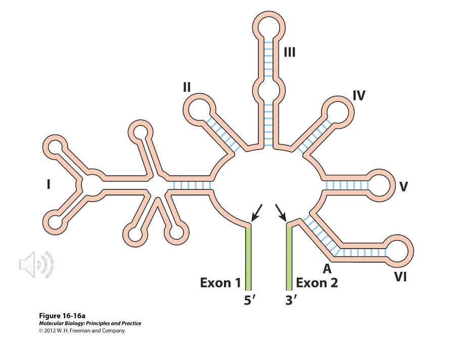 <p>Group II Introns</p>