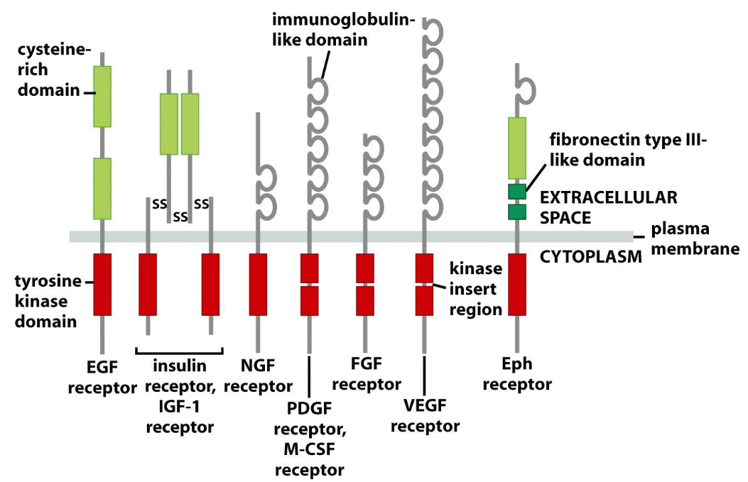 <p><span>Structure of tyrosine kinase receptors (RTKs) have three functional domains:</span></p>