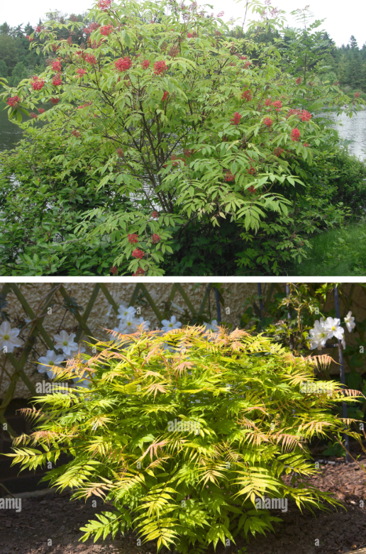 <p>The bottom photo is invasive—it’s false spirea! It’s native look-alike is red elderberry.</p><p>Top photo: red elderberry (native):</p><ul><li><p>Berries: yes, red</p></li></ul><p>Bottom photo: false spirea (invasive):</p><ul><li><p>Berries: no</p></li></ul><p></p>