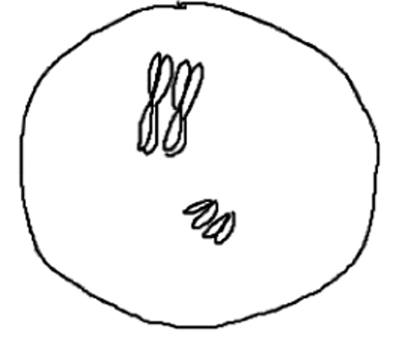 <p>This cell contains homologous pairs of chromosomes (two pairs are illustrated). From where did each member of the pair originate?</p>