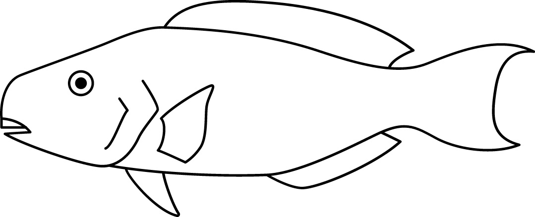 <p>Beak<br>Size: 35 cm</p>