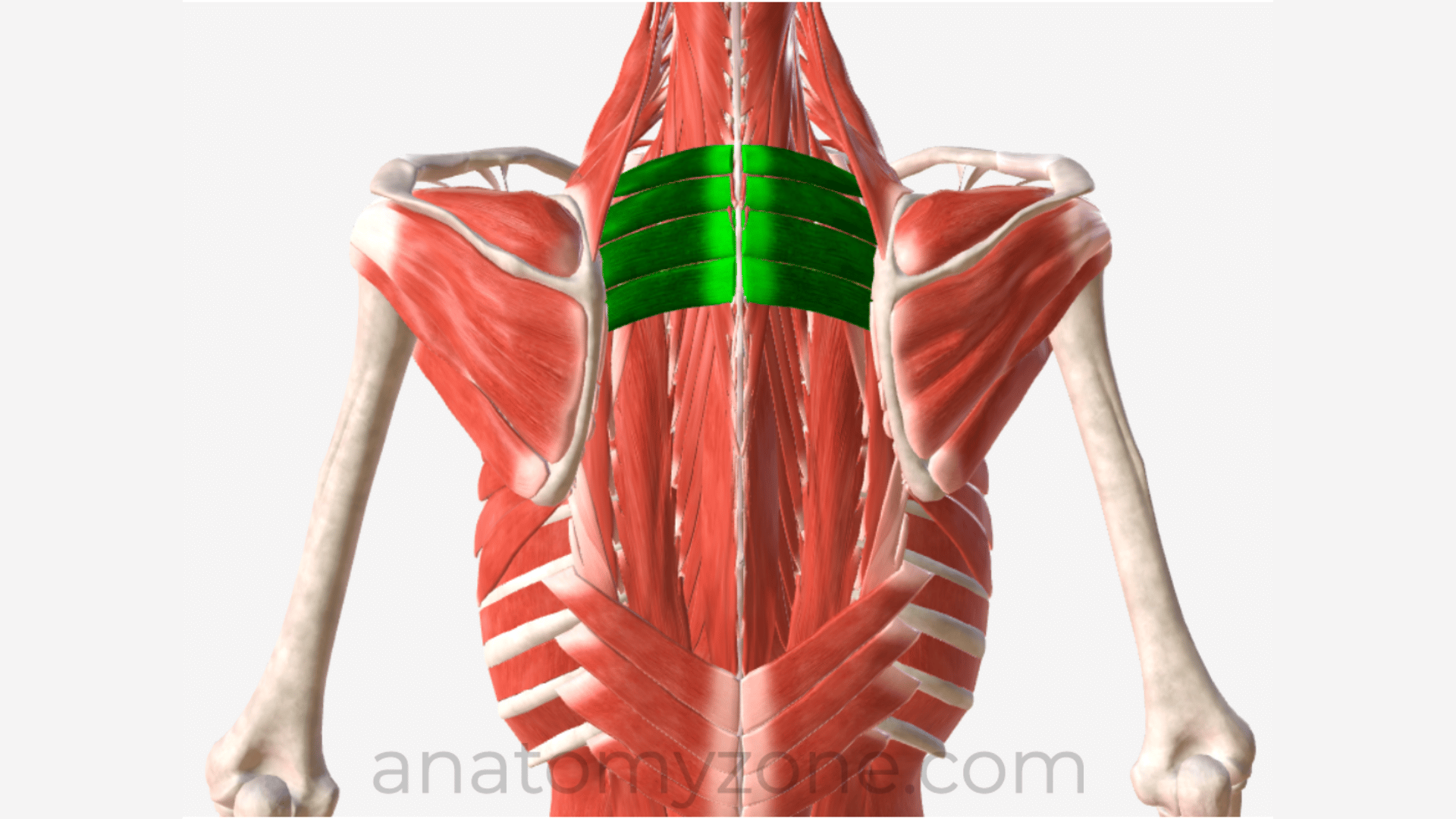 <p><u>Origin:</u> supraspinal ligament, ligamentum nuchae + spinous process of T1-T3 + C7</p><p><u>Insertions:</u> upper border of rib 2-5</p><p><u>Innervation:</u> intercostal nerve 2-5 (T1-5)</p><p><u>Action:</u> elevate upper rib</p>