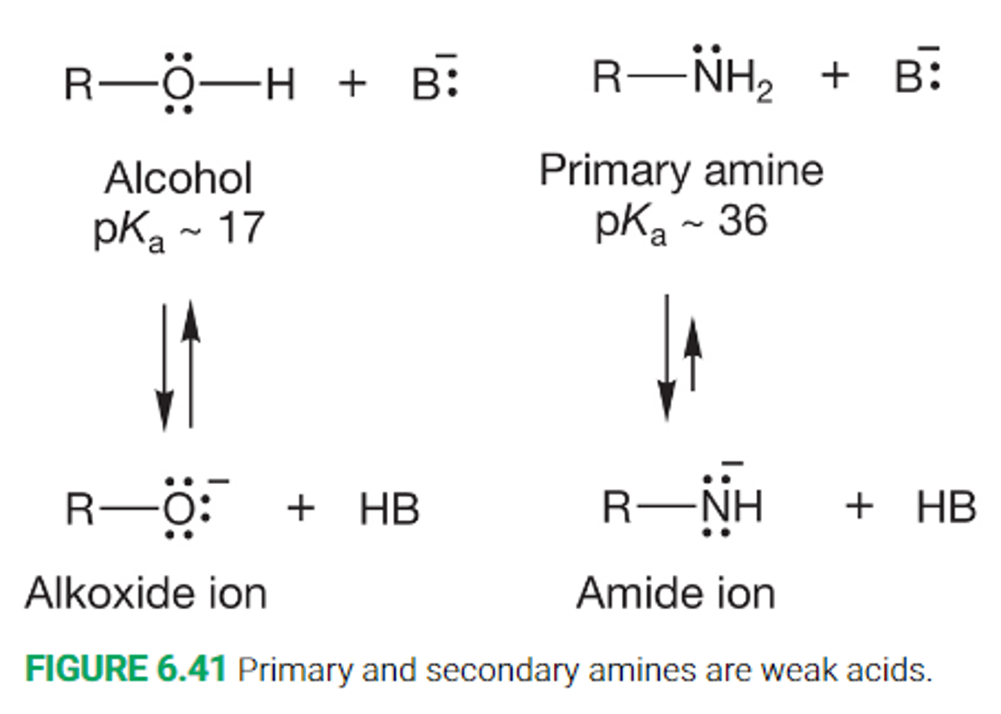 <p>Removal of a proton from an amine yields an amide ion</p><p>An amide ion is less stable than an alkoxide ion due to the negative charge being borne on the less electronegative nitrogen atom</p>