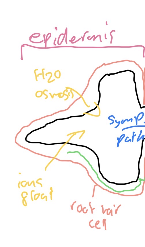 <p>Root hair cell epidermis - large SA increase uptake of water into root by osmosis . Water in soil less neg water potential than root hair cell due to sugars in cell,</p><p>Water moves from less negative water potential in soil to more negative water potential in root hair cell due cell, ions also enter tops hair cell by active transport facilitated diffusion.</p>