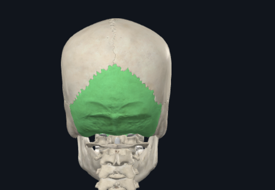 <p>What is this bone?</p>