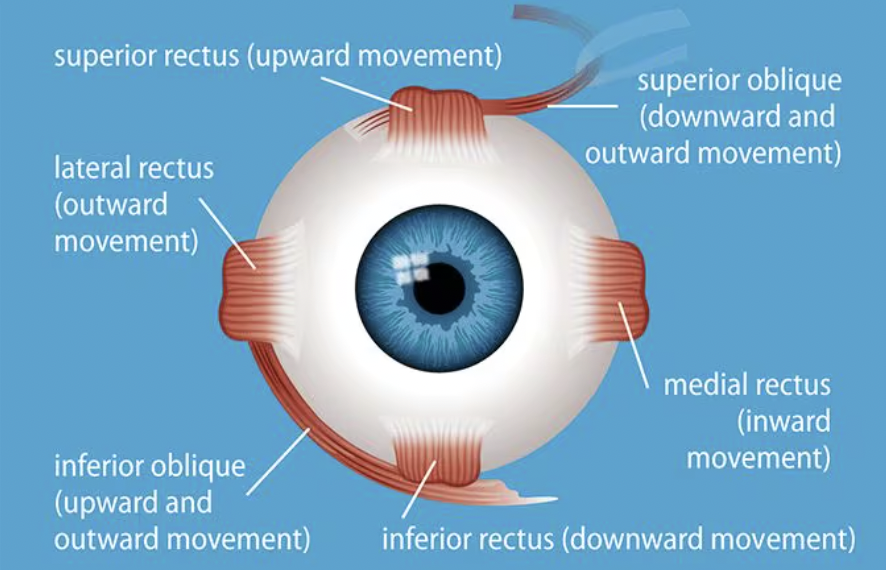 <p>superior rectus: rotates eye superiorly, to look up</p><p>inferior rectus: rotates eyeball inferiorly, to look down</p><p>medial rectus: rotates eyeball medially, toward the nose</p><p>lateral rectus: rotates the eyeball laterally</p>