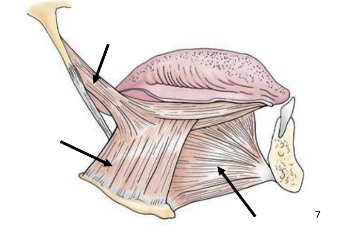 <ul><li><p>outside tongue, attached to base of tongue</p></li><li><p>originate on hyoid and other structures</p><ul><li><p>ex: hyoglossus, styloglossus, genioglossus</p></li></ul></li></ul><p></p>