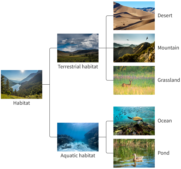 <p>Place where an organism/group of organisms lives and interacts with its surroundings</p><ul><li><p><span>Geographical or physical location that provides the necessary resources for an organism's survival and reproduction</span></p></li><li><p><span>Consists of biotic and abiotic factors</span></p></li></ul><p></p>