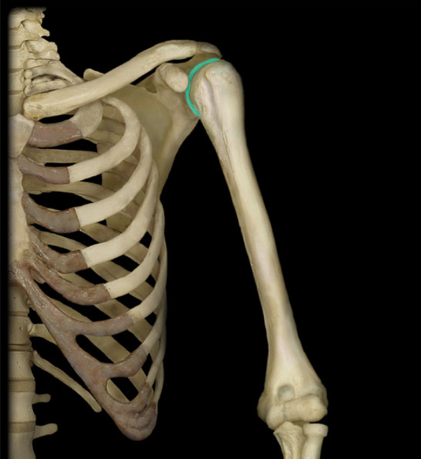 <p>Shallow cavity that articulates with the head of the humerus. </p>