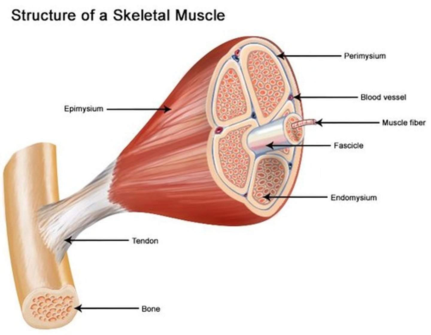 <p>Each skeletal muscle is an organ consisting of skeletal muscle tissue, connective tissue, nerve tissue, and vascular tissue.</p>