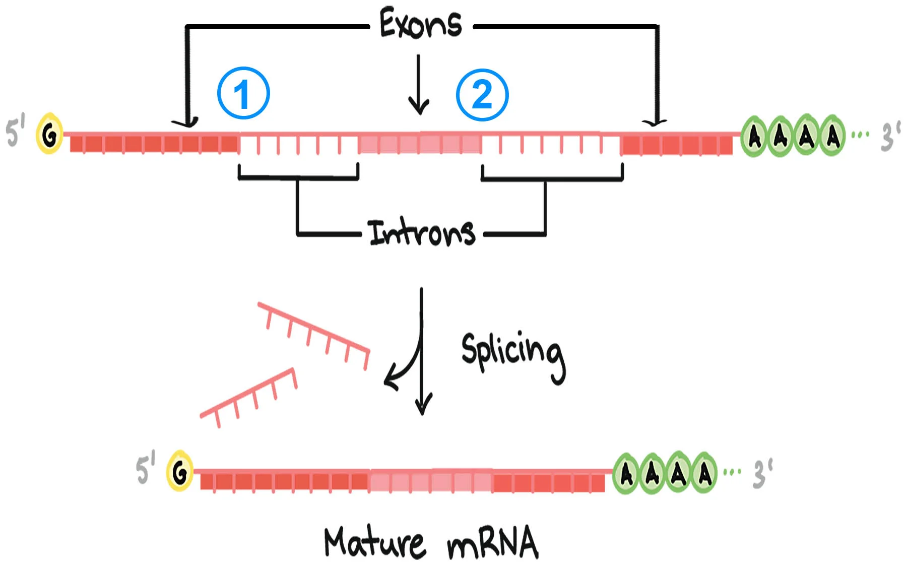 <p><strong>Definition:</strong></p><ol><li><p><strong>Transposon Theory:</strong> Introns came from transposons; splicing evolved to remove them.</p></li><li><p><strong>Protective Theory:</strong> Introns evolved to <strong>buffer against mutations</strong> by keeping important coding areas safe.</p></li></ol><p></p>