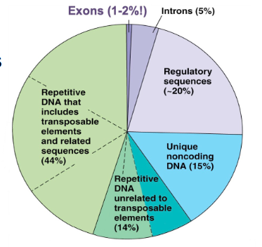 <p>- regulatory regions including promoters</p><p>- UTRs</p><p>- introns</p><p>- genes for functional RNAs</p><p>- centromeres</p><p>- telomeres</p>