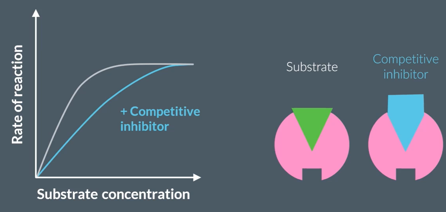 <p>They initially decrease the rate of reaction, because they are also complementary to the enzyme’s active site, so they temporarily occupy the enzyme. However, since this is temporary, the reaction between enzyme and substrate will complete, so plateaus afterwards.</p>