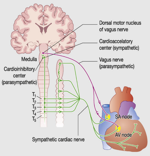 Heartbeat modified by ANS via cardiac centers in medulla oblongata (ANS). This comes from outside the heart.
