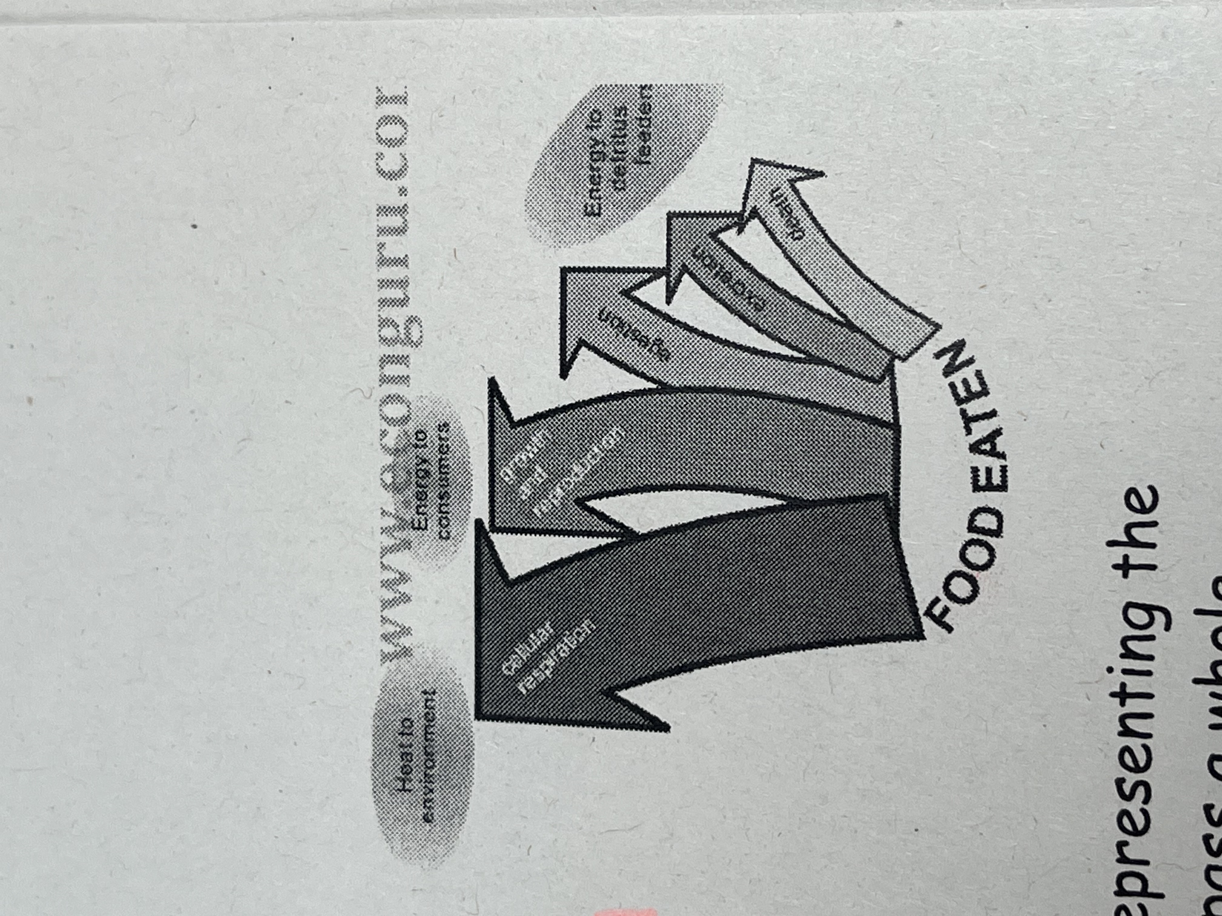 <p>What type of ecological pyramids is this?</p>