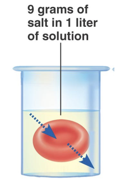 <p>A solution having the same osmolality as the reference solution (same concentration of solutes)</p><ul><li><p>E.g. A bath of physiological saline is isoosmotic to the red blood cell placed within it, which stays the same (both environments, outside and inside, are the same &amp; there is no net movement of water)</p></li></ul><p></p>