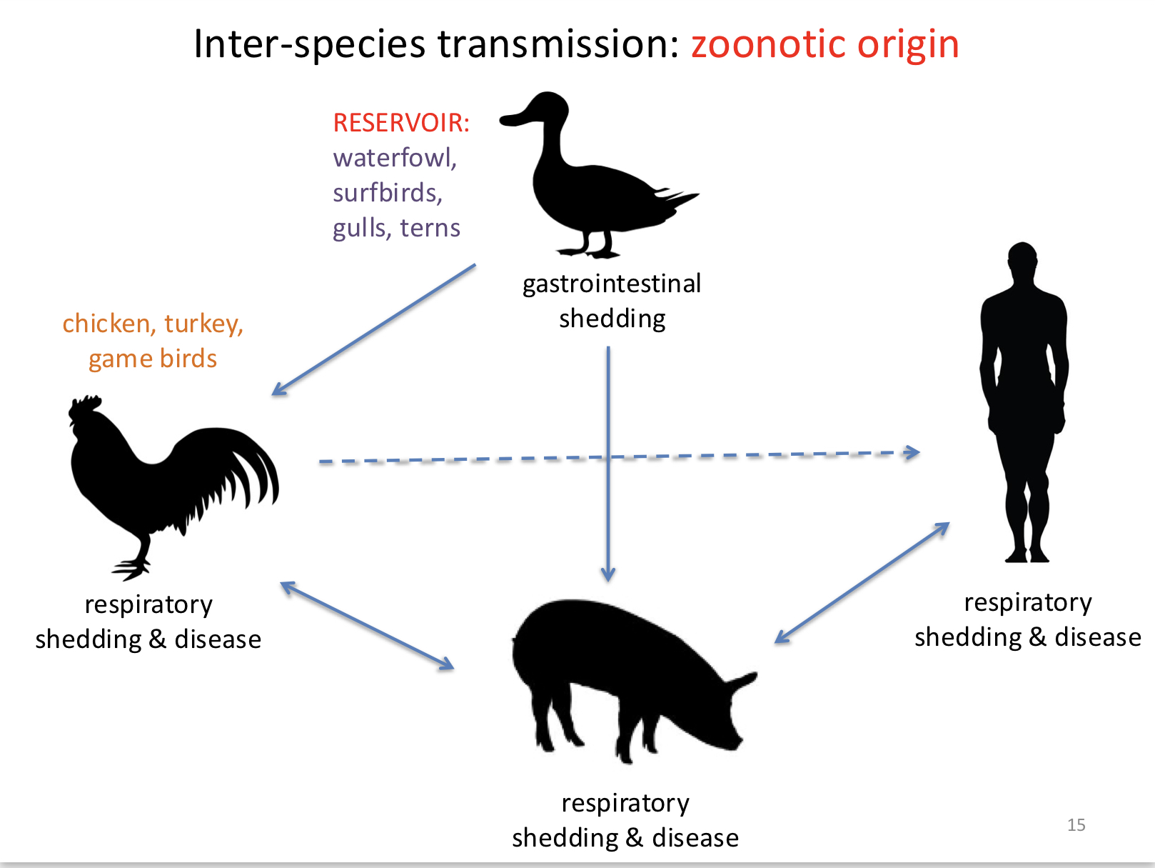 <p>Inter-species transmission of influenza occurs when a virus jumps from one species to another, such as from birds (avian flu) or pigs (swine flu) to humans. Influenza <strong>A</strong> viruses can infect multiple species due to their ability to mutate and adapt. For example, a pig can be infected with both avian and human flu strains, allowing the viruses to swap genetic material (reassortment) and create a new virus. This new strain can then infect humans, who may have little immunity, potentially leading to outbreaks or pandemics.</p>