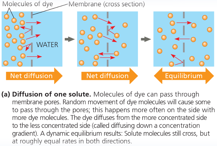 diffusion in different ways