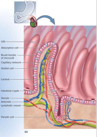 <p>Microvilli</p>