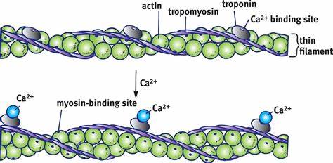 <p>What are thick and thin filaments? What do troponin and tropomyosin do?</p>