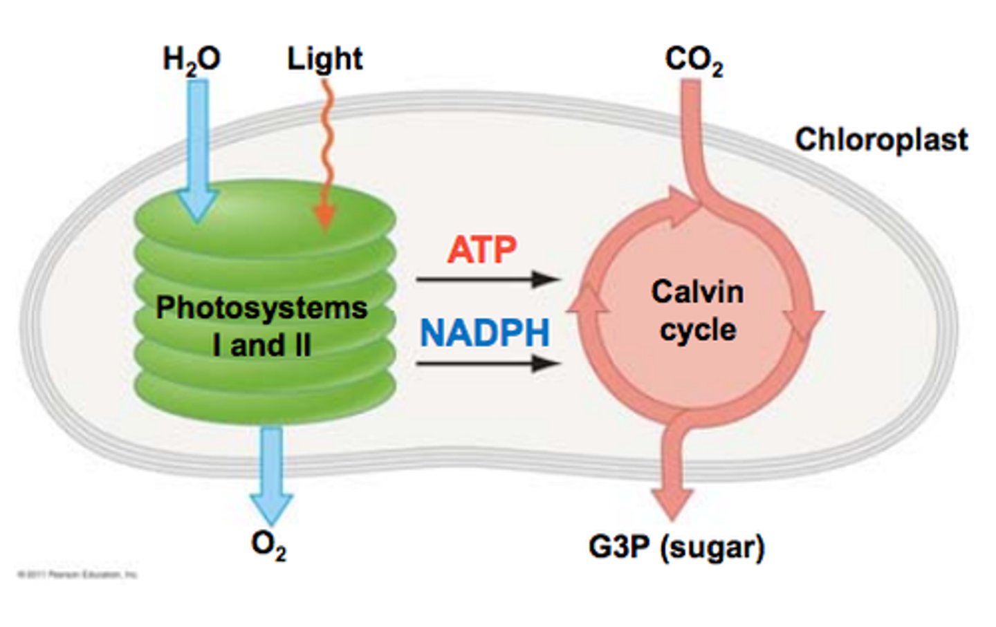 <p>ATP, NADPH, O2</p>