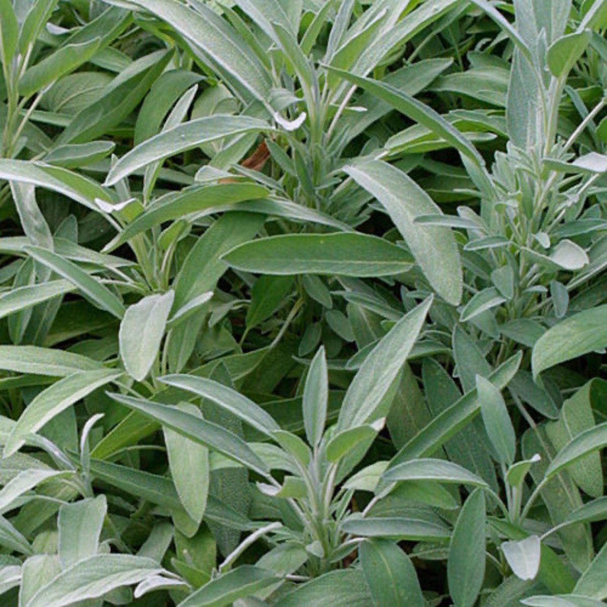 <p>square stems; opposite leaves; bilabiate flowers</p><p>leaves: pebbly texture; elongated (elliptical) leaves; long petiole</p><p>spike flowers</p><p>perennial and annual</p><p>gets foliage rot like pineapple sage</p>