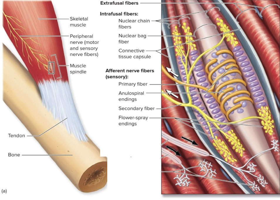 <ul><li><p>the muscle spindle <u>functions to alert the brain</u> that nearby joints and soft tissues are in <strong>danger of being stretched too far</strong></p></li></ul><p></p>