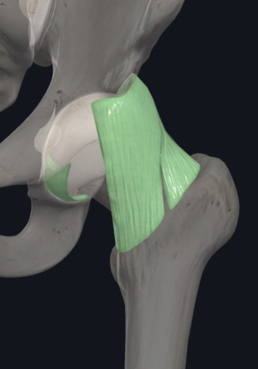 <p>The tissue that connects bones to other bones</p>