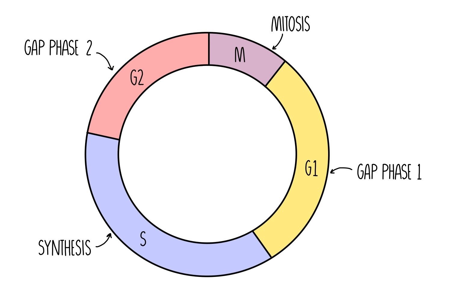 <p>The cell grows quickly during this particular phase of interphase. Cell growth, protein syntthesis and normal cell functions all occur during this phase which lasts about 11 hours. Interesting enough, scientists initially could not identify any specific activities occuring during this phase calling it Gap 1, but later discovered important growth does take place, usually referring to it as Growth 1.</p>