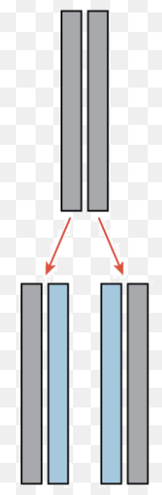 <p>Half of the DNA is conserved, and the new half is added onto it</p>