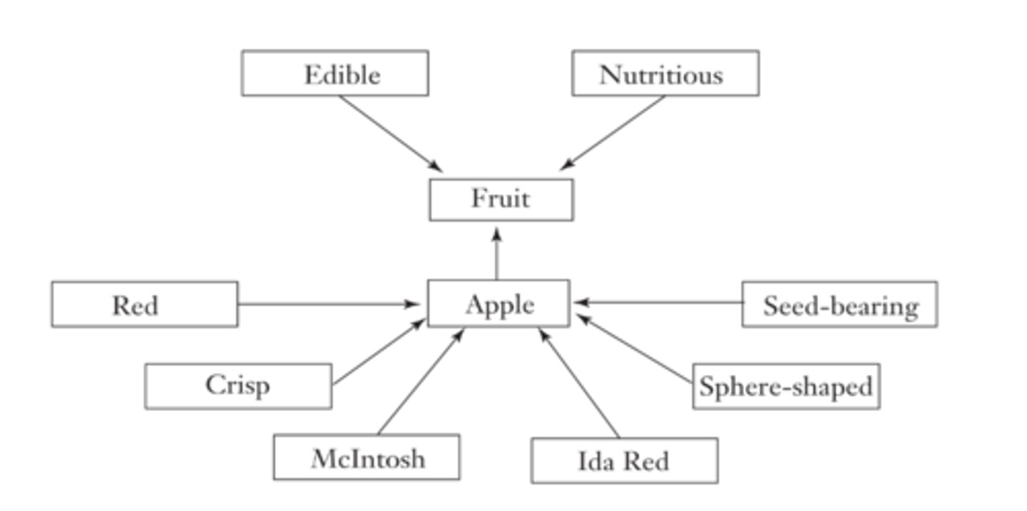 <p>Propose a netlike organisation of concepts in memory, with many interconnections; when we retrieve information, activation spreads to related concepts.</p>