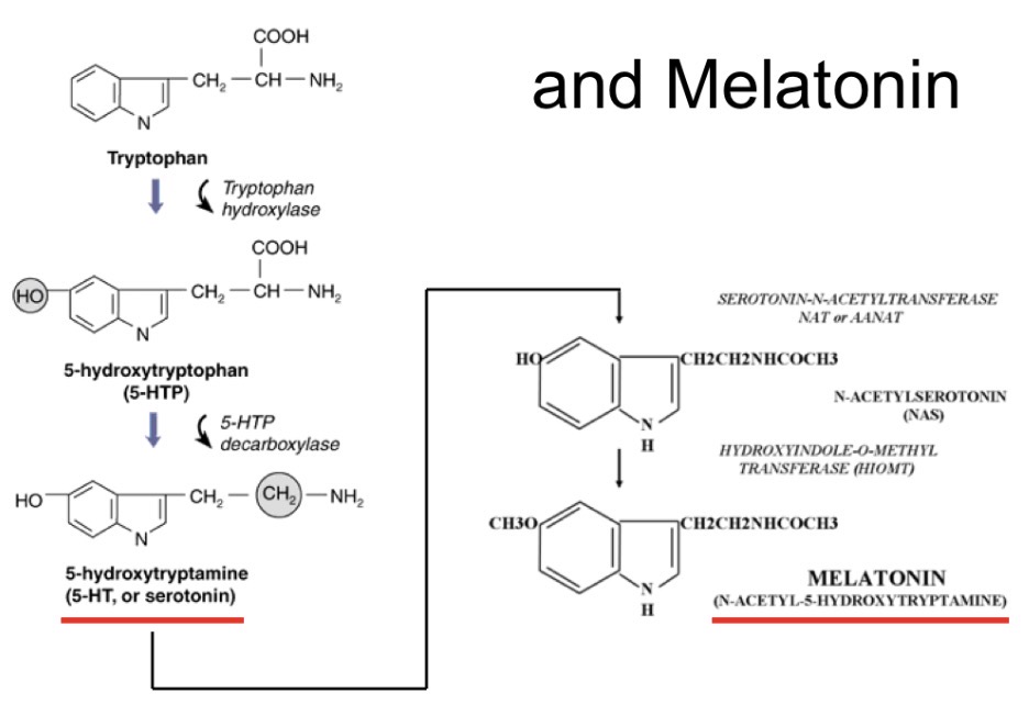 <p>Why you are tired after eating a lot of food</p>