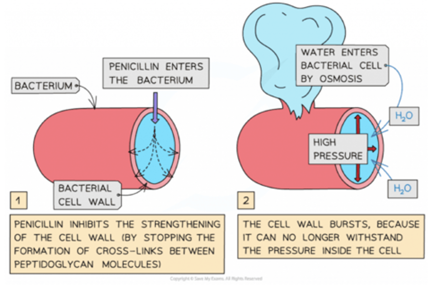<p>Penicillin:</p><p>Penicillin irreversibly binds to the active site of an enzyme called transpeptidase that catalyses the last step in the formation of bacterial cell walls, inhibiting it. The defective cell wall prevents bacterial reproduction and causes the death of bacterial cells.</p>