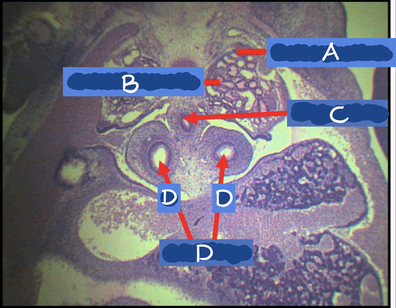 <p>Identify the structures</p>