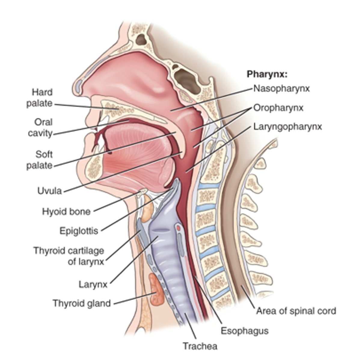 <p>b. Esophagus</p>