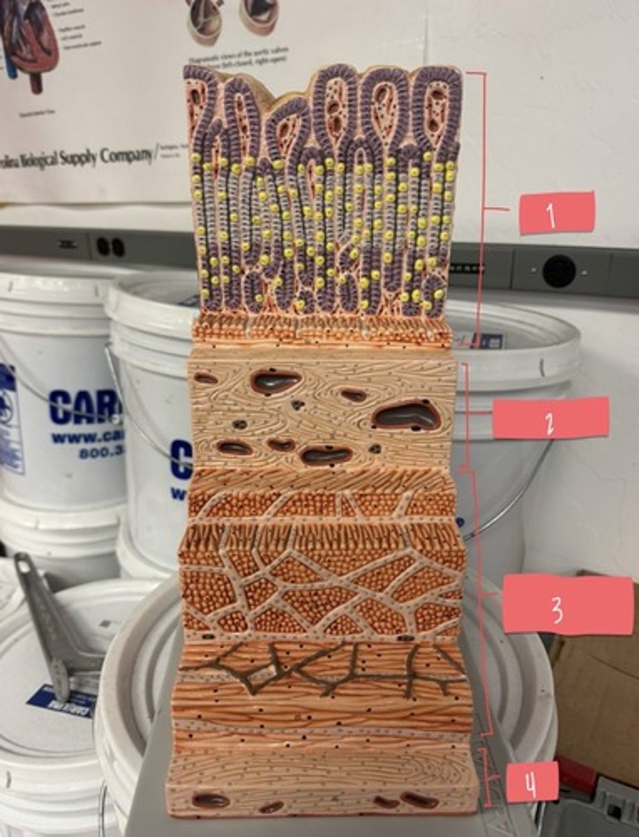 <p>What layer of the digestive tract is 4?</p>