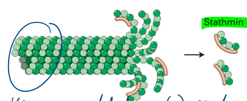 <p>MT destabilizing protein </p><ul><li><p>promotes disassembly </p></li><li><p>nothing is added to (-) end because gamma-tubulin ring complex </p></li></ul><p></p>