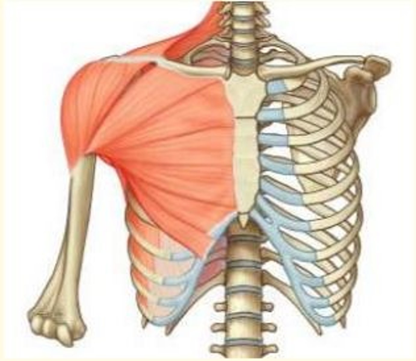 <p>Pectoralis major</p><p>- Adducts & medially rotates shoulder</p><p>- Accessory breathing muscle</p><p>- Innervated by medial & lateral pectoral nerve</p><p>- Attaches to clavicle, sternum & adjacent costal cartilages and lateral lip of intertubercular groove (humerus)</p>